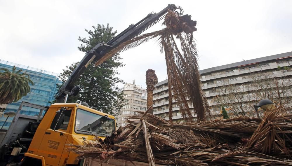 El picudo rojo continúa haciendo estragos en Vigo