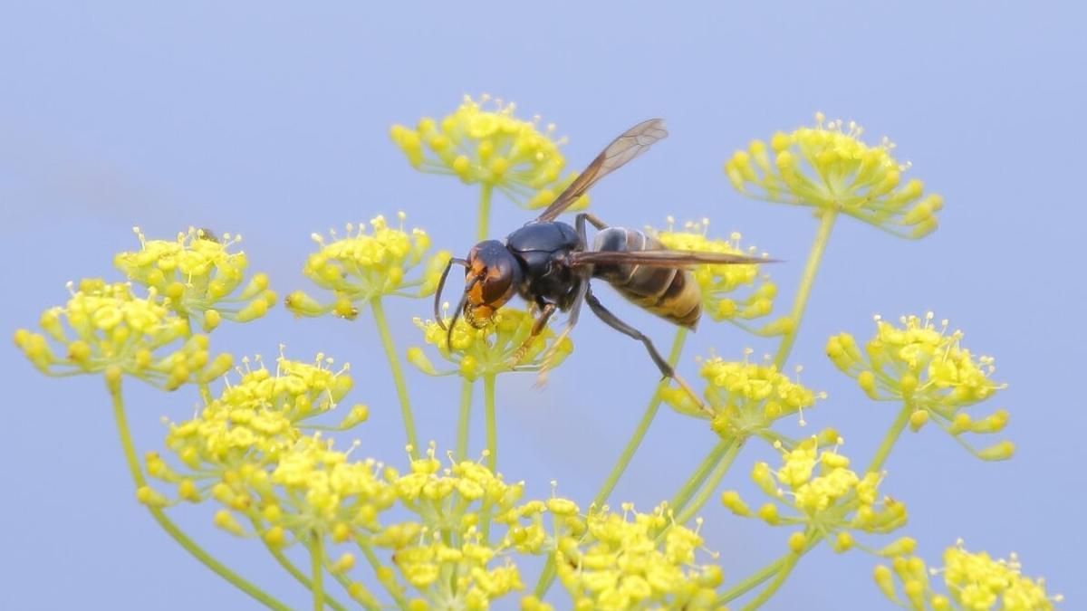 La avispa asesina vuelve a actuar en España con la llegada del calor