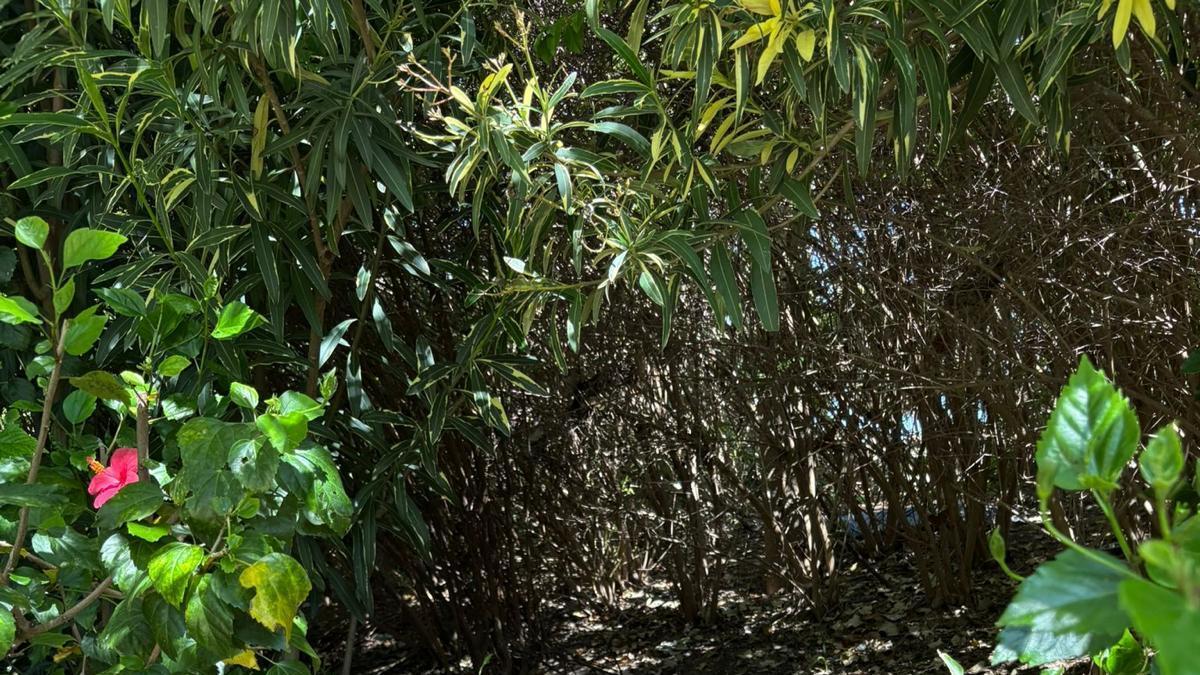 Comedero para una de las colonias felinas de la ciudad.