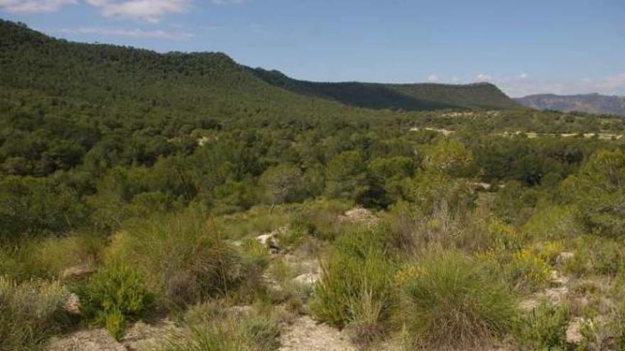 La serranía es hábitat de especies de aves protegidas.