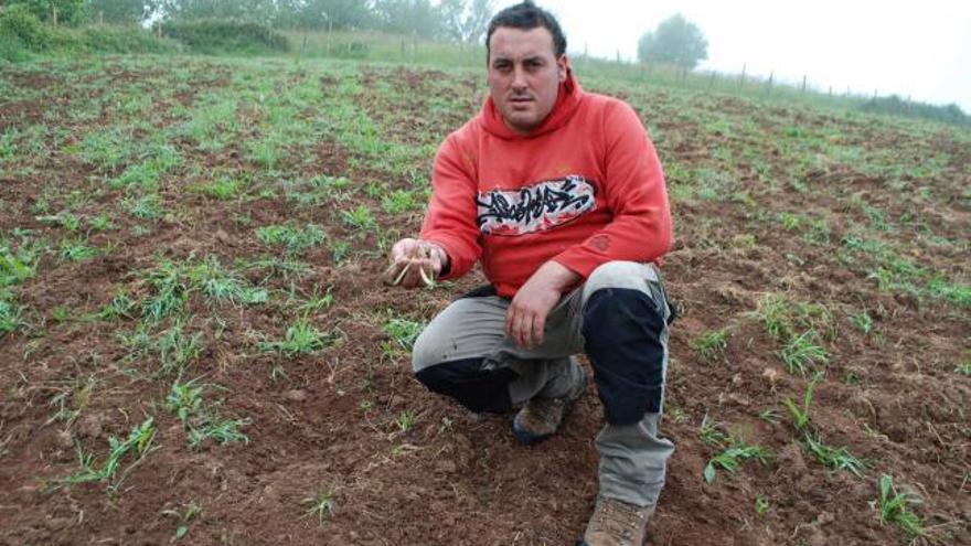 Rubén Estrada en su cultivo de fabes arrasado, en Poreño.