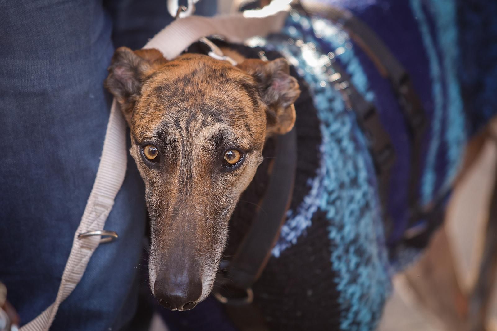 Un paseo con perros para fomentar la adopción