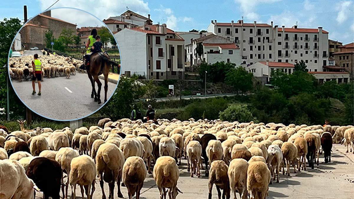 EL TECHO DE CASTELLÓN | El pueblo más alto de la Comunitat Valenciana revive una tradición ancestral con casi 900 ovejas camino del Penyagolosa