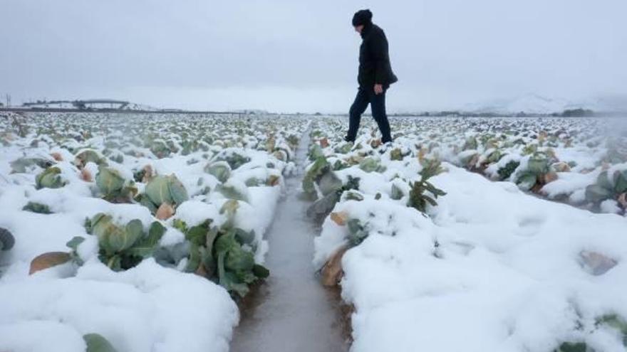 Una zona agraria de coliflor bajo un manto de nieve y con agua congelada, en una imagen tomada cerca de la parada del AVE en Villena.