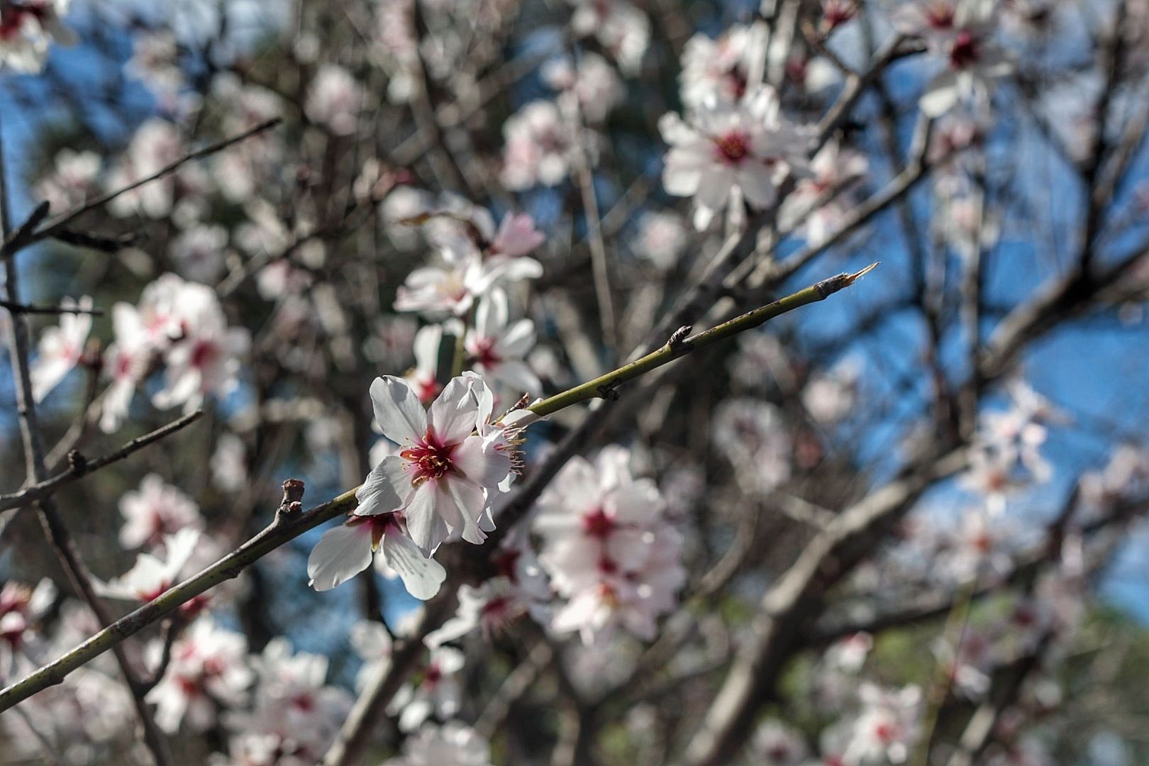 Rutas para disfrutar del almendro en flor organizadas por el Ayuntamiento de Santiago del Teide.