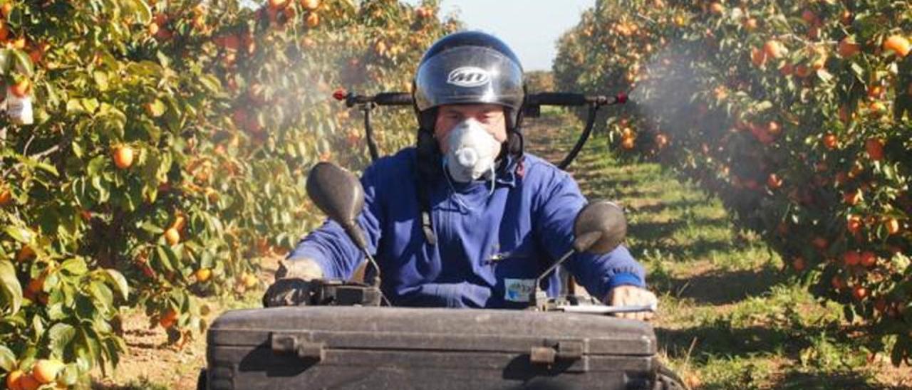 Un octubre cálido dispara la población de mosca y daña la naranja temprana