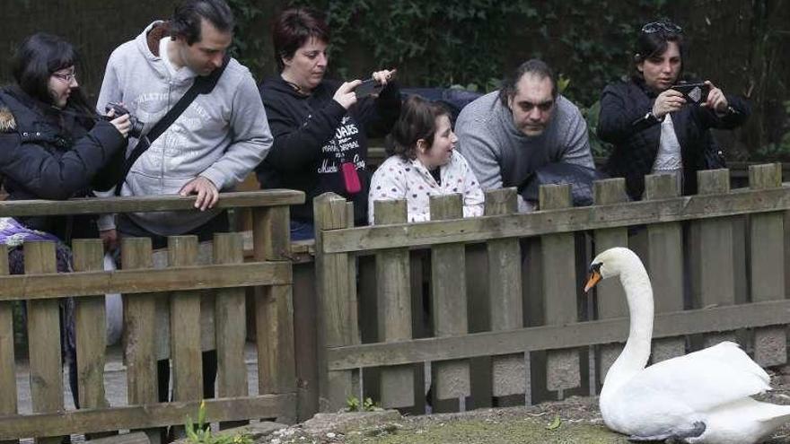 Un grupo de visitantes observa y fotografía un cisne durante una jornada de puertas abiertas celebrada en marzo. // R. Grobas