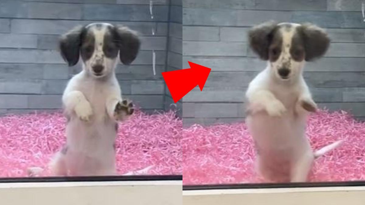 La reacción viral de este perro