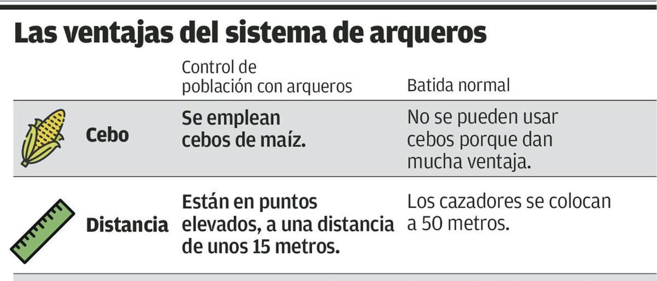 Arqueros profesionales abatirán jabalíes en la zona rural para diezmar su población