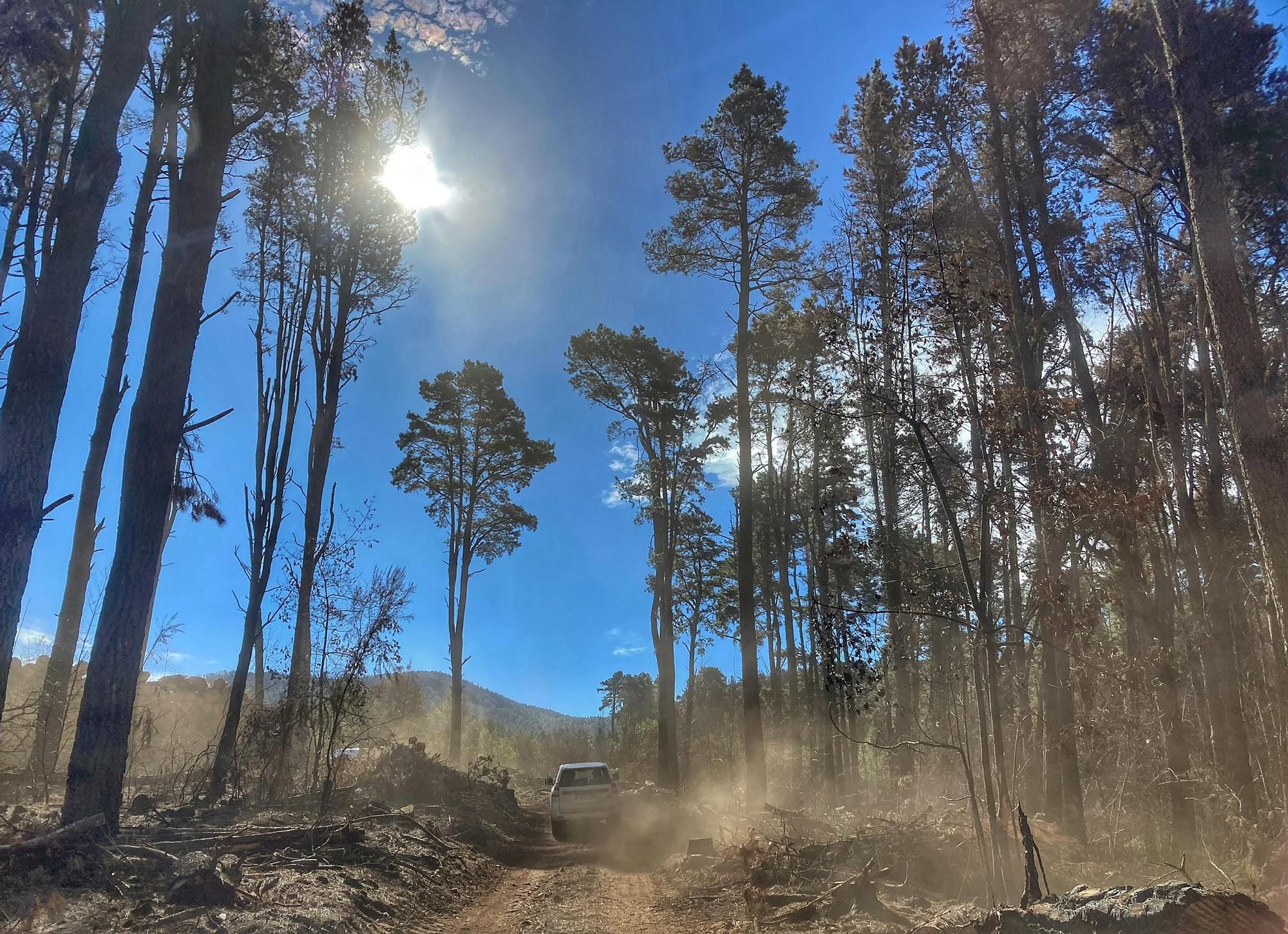 Visita a zonas afectadas por el incendio de agosto en Tenerife