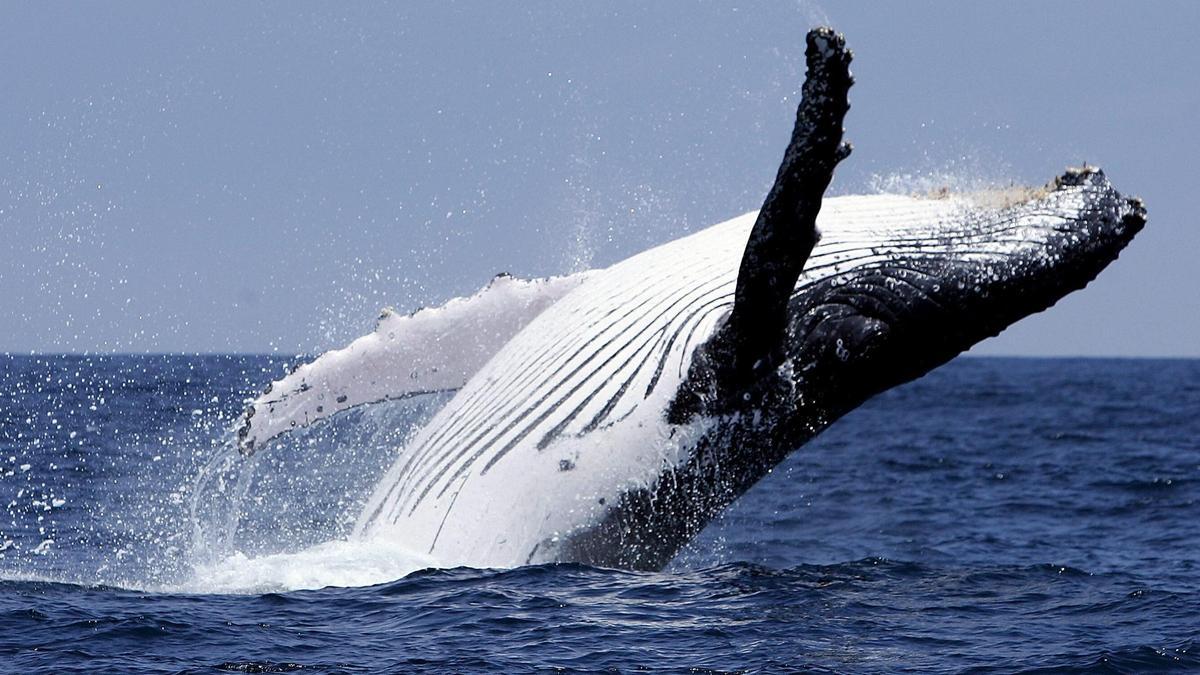 Un ejemplar de ballena jorobada en los mares del ecuador.