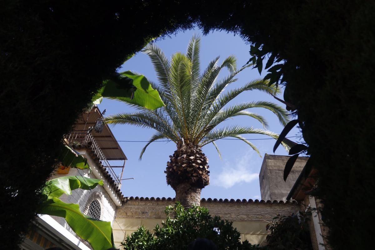 Fotogalería / Plantas singulares en los Patios de Córdoba