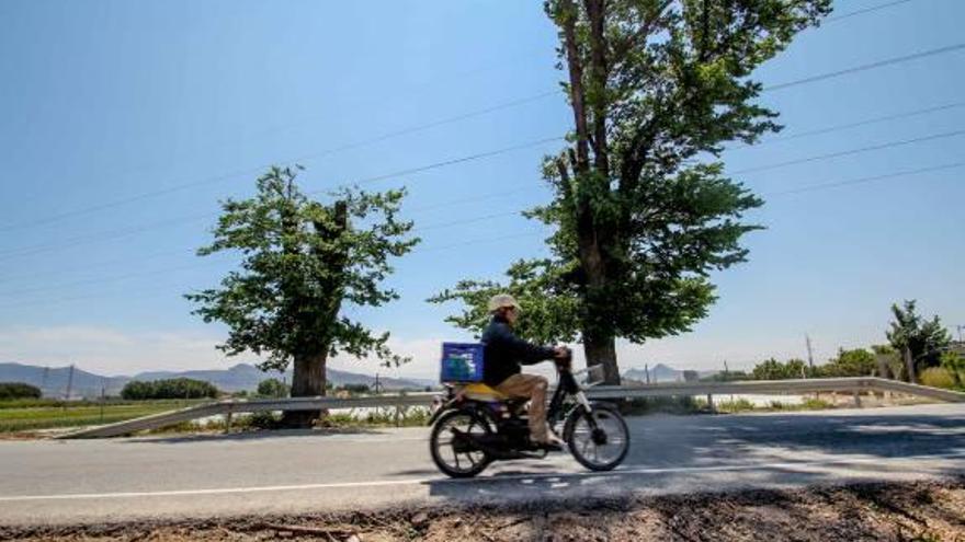 Los olmos centenarios ubicados en la carretera de Pinoso.