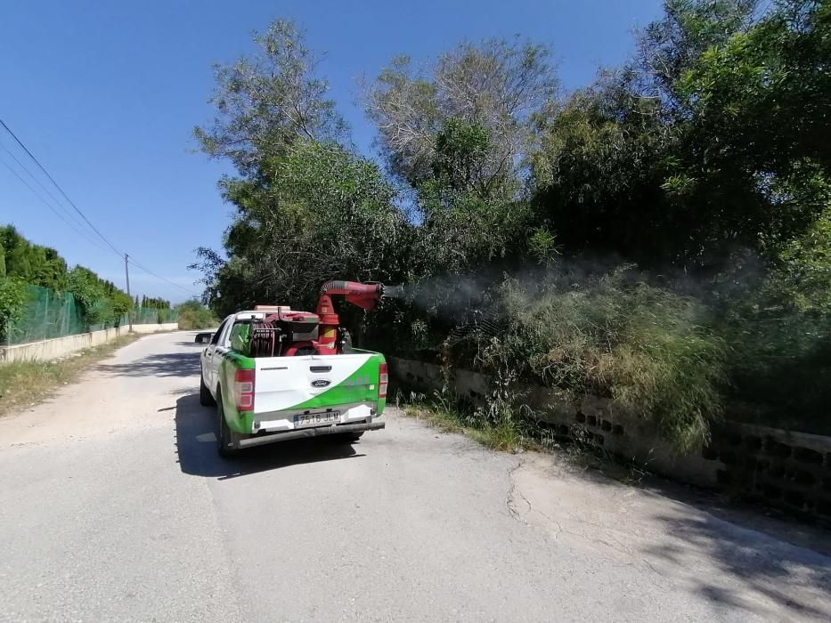 El Ayuntamiento despliega un plan de choque contra los mosquitos que este año es más intensa tras un largo periodo de lluvias primaverales que ha anegado las orillas de la laguna de Torrevieja