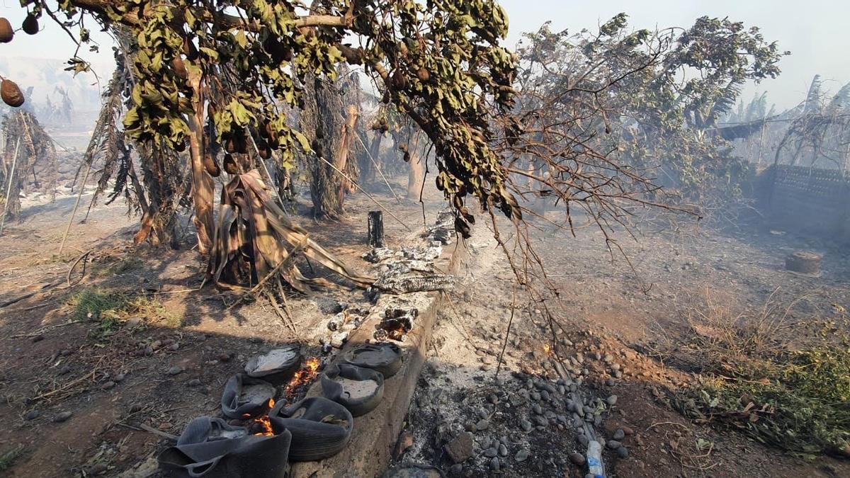 Aguacateros afectados por el incendio en La Palma.