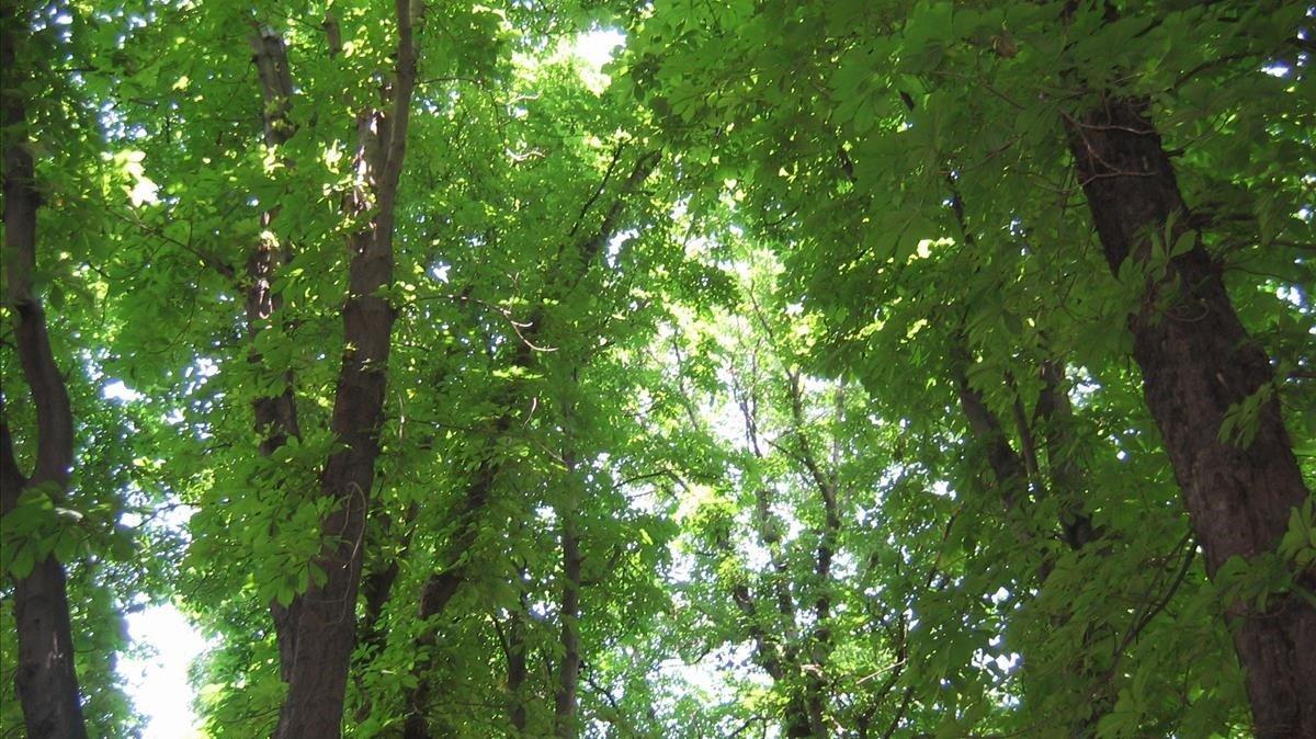 Árboles en un bosque.