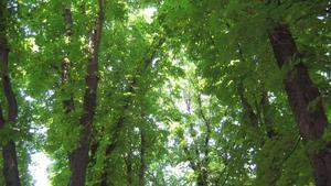 Árboles en un bosque.