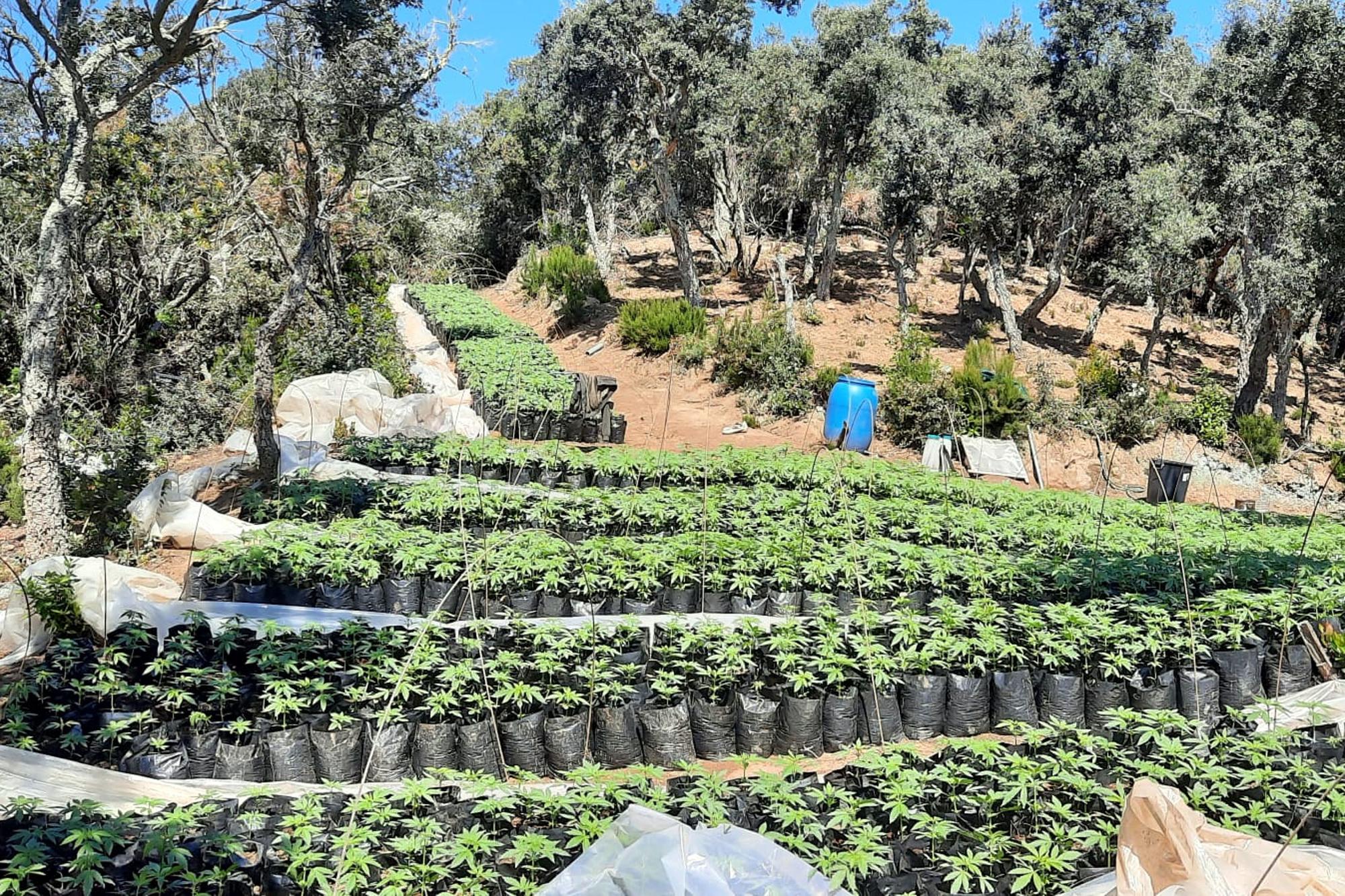 Desmantellen un cultiu de Marihuana a Vidreres
