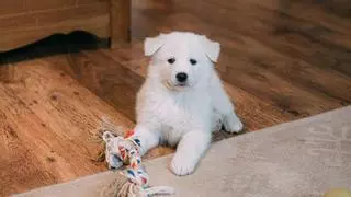 Así es como podrás eliminar los olores de tu mascota de casa