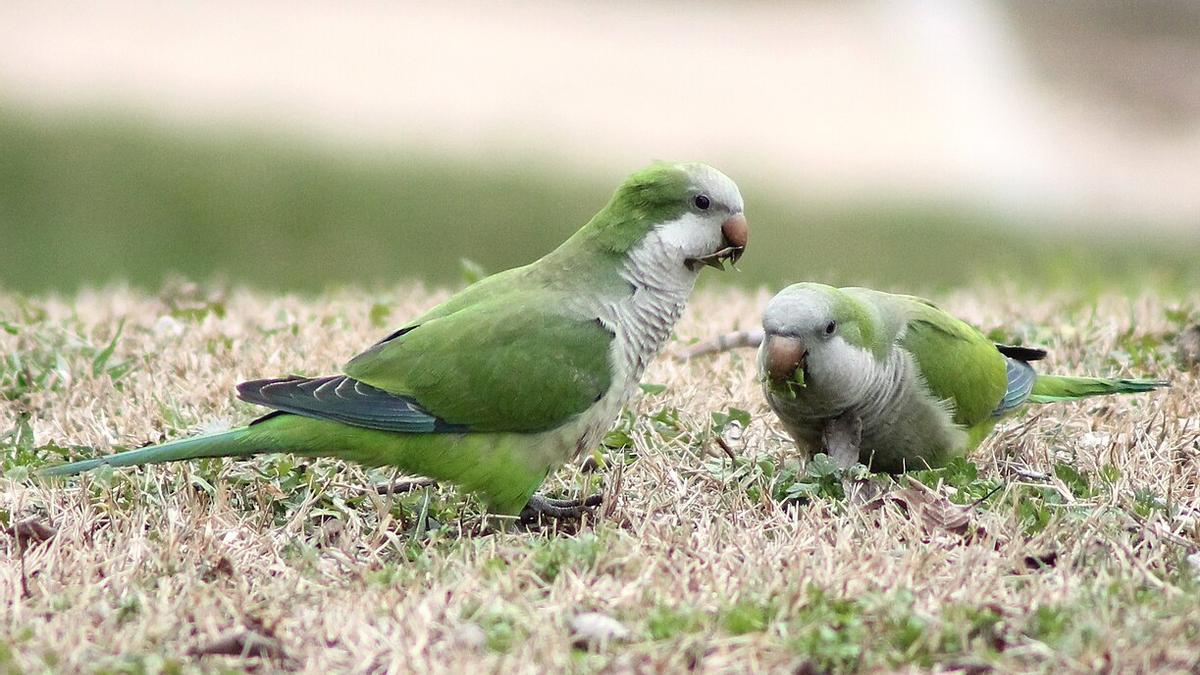 Pareja de cotorras argentinas en Madrid. La presencia de esta cotorra representa una amenaza para las aves nativas.