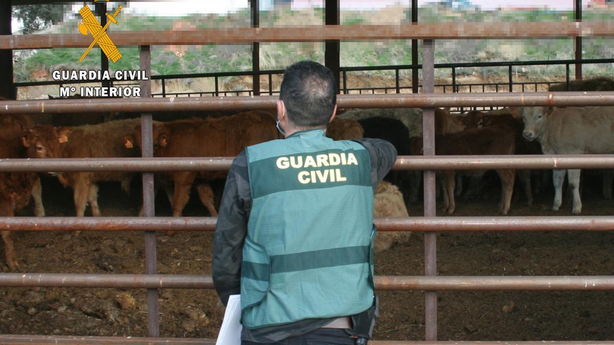 La denuncia de 4 ganaderos zamoranos destapa una estafa en la compraventa de terneros.