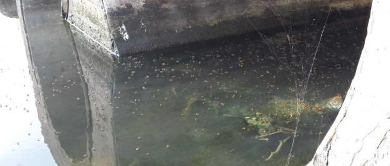 Aguas sucias estancadas en el canal situado al norte del espigón.