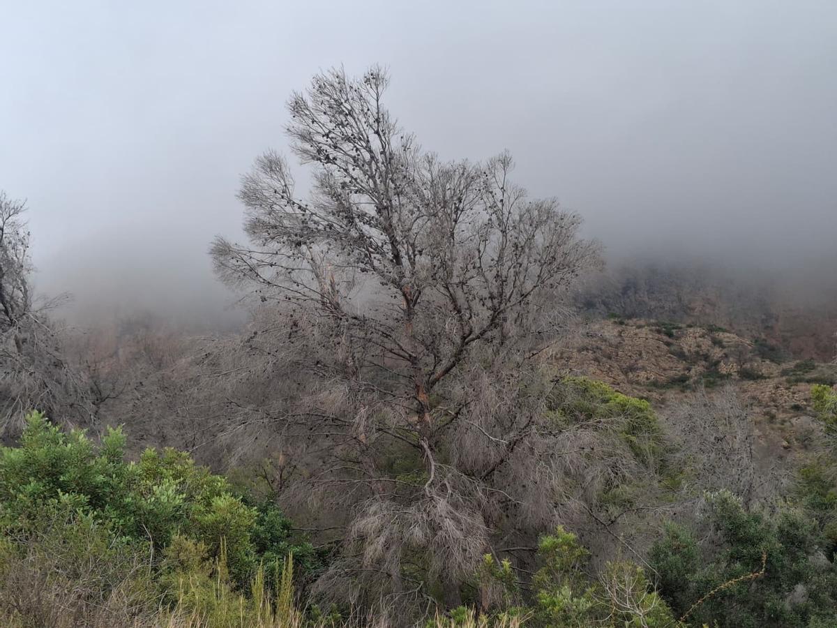 El bochorno abraza el Montgó: la ladera de Xàbia llegó el martes a 40º (imágenes)