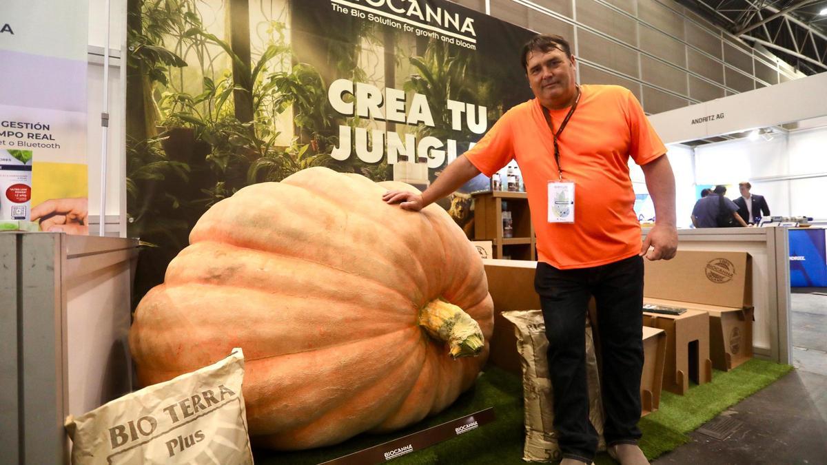 Rubén Mendi, cultivador de calabazas con una especie que pesa 1.187,5 kilogramos.