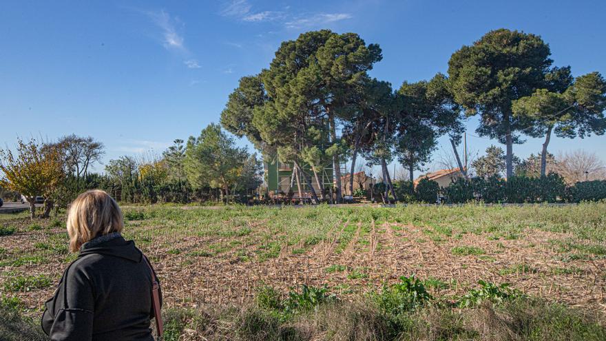 El familiar de una concejal de Rojales cultiva sin tener permiso 8 tahullas de suelo municipal