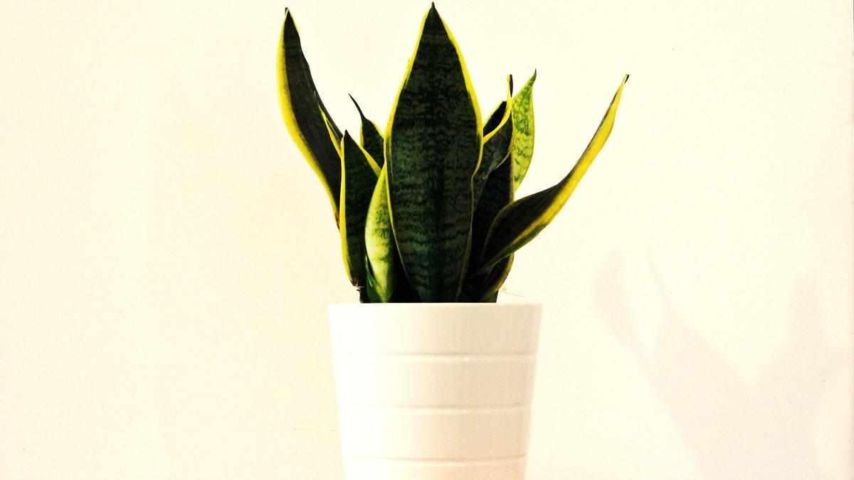 La sansevieria es una planta ideal para purificar el aire de tu hogar.