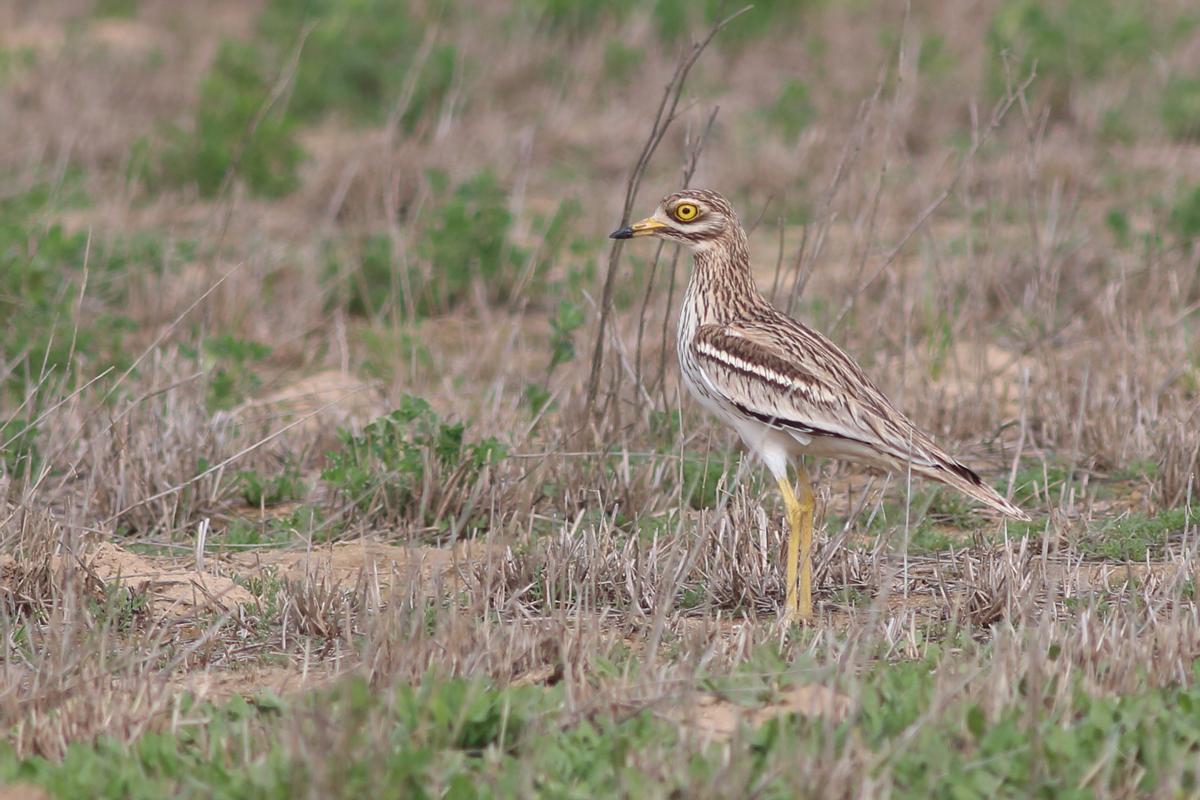 Burhinus Oedicnemus