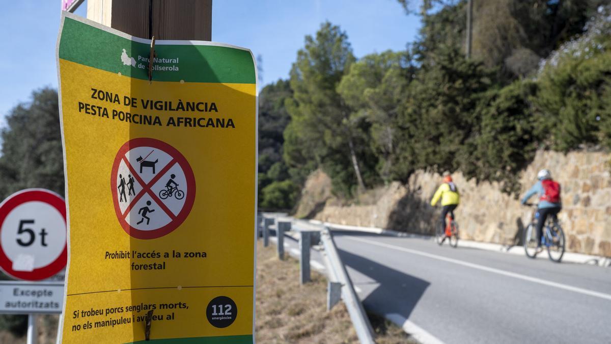 Confirmados dos casos de peste porcina africana en jabalís cerca del campus de la UAB