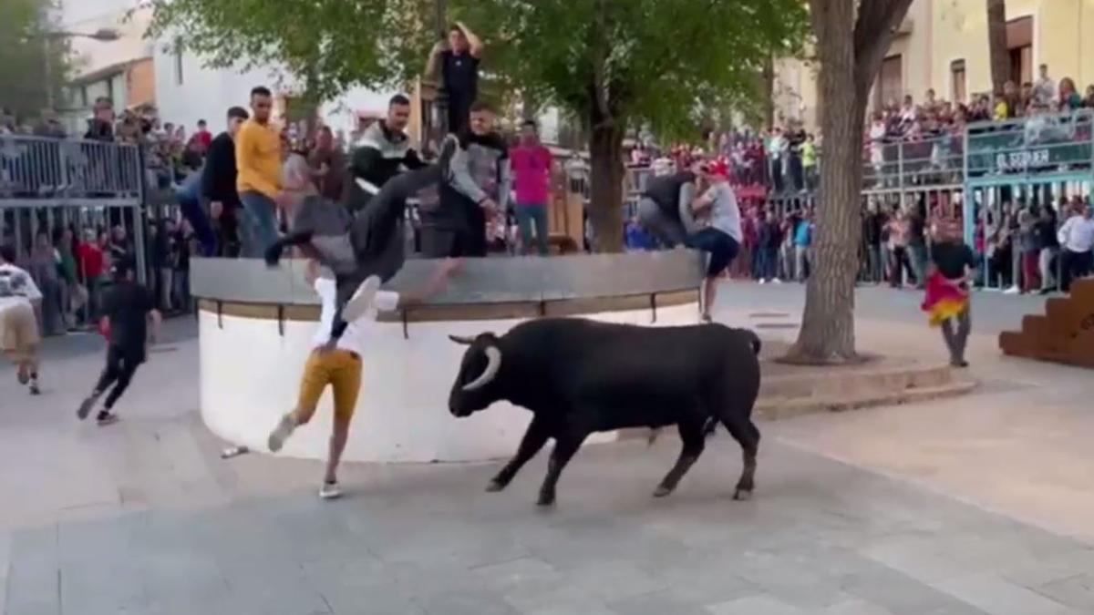 Bous al carrer de Xàbia