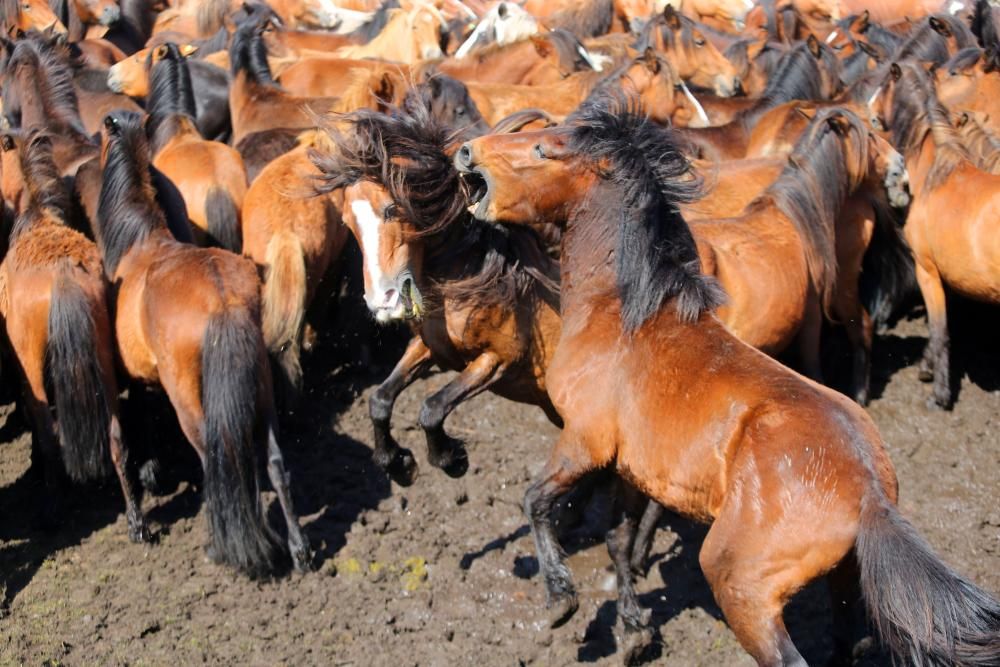 Los ganaderos sanean 300 caballos ante un millar de personas en el primer curro del año en Oia