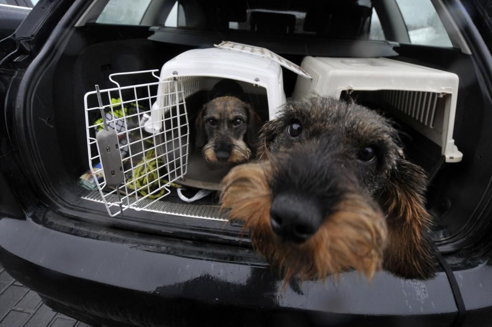 Curso de rastreo con perros de sangre