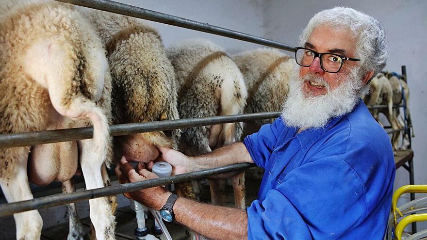 Onofre Soler setzt die Hülsen der Melkmaschine an die Zitzen der Schafe. | FOTOS: NELE BENDGENS