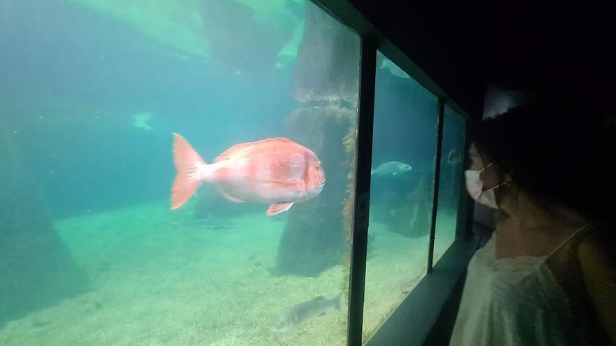 El Acuario también luce en Navidad