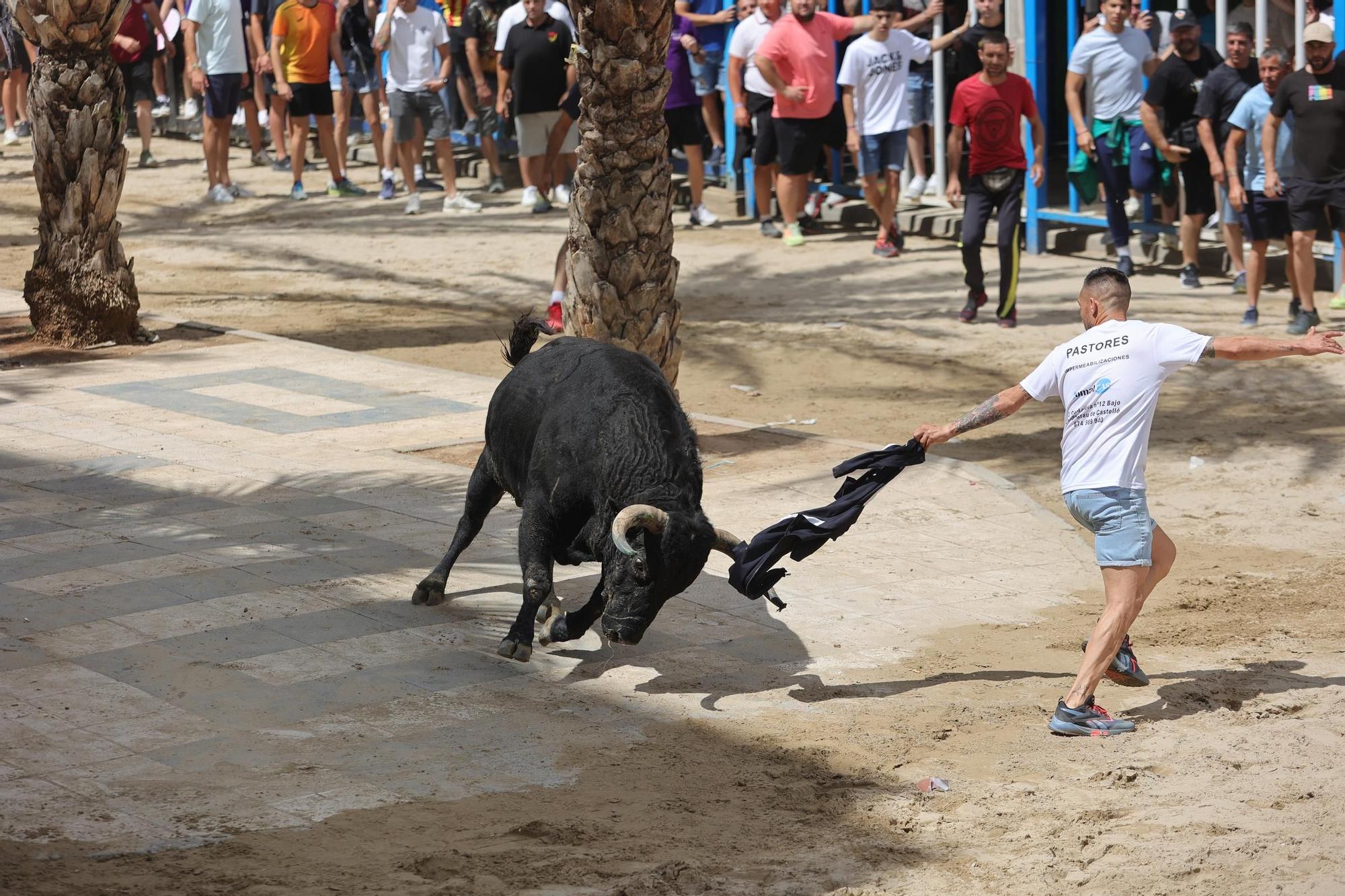 Encierro de cerriles en las fiestas de Sant Pere del Grau