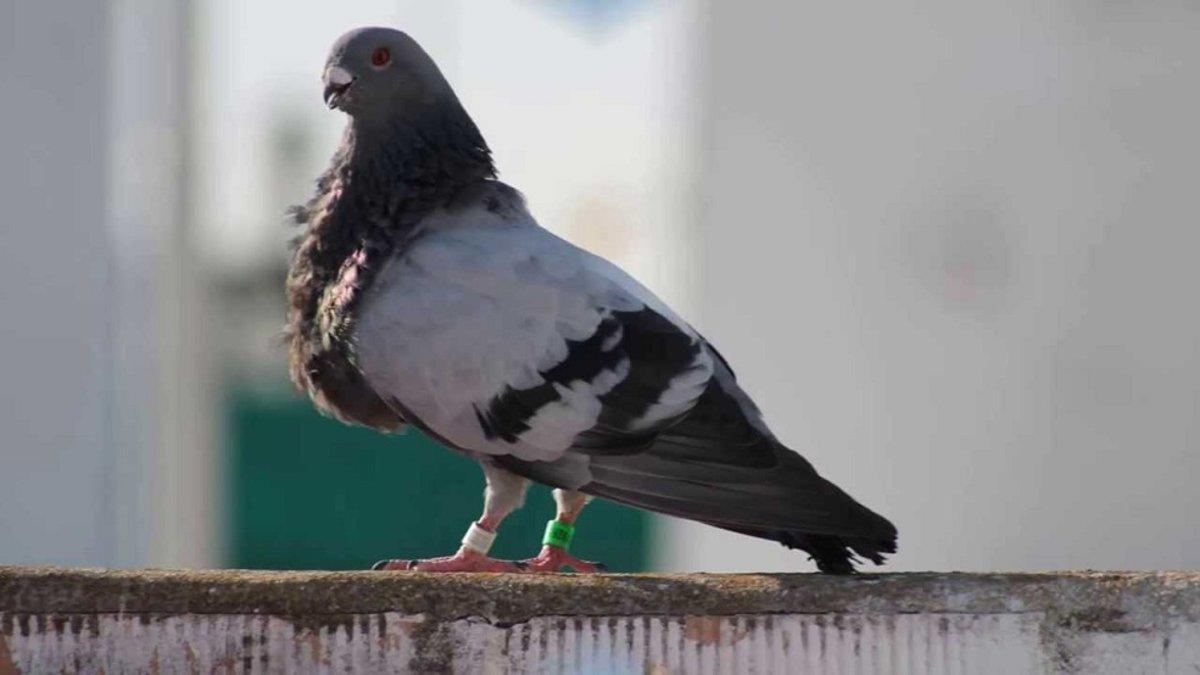 Tres jóvenes secuestran un palomo y piden 50€ de rescate por él