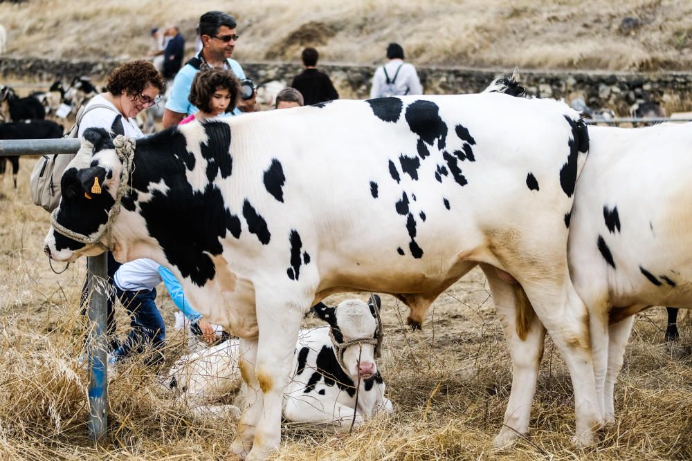 23.06.18. ARUCAS. FIESTAS SAN JUAN ARUCAS, FERIA ...