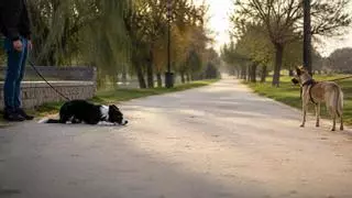 Los veterinarios coinciden: si tu perro se tumba al ver a otro perro, no siempre quiere jugar