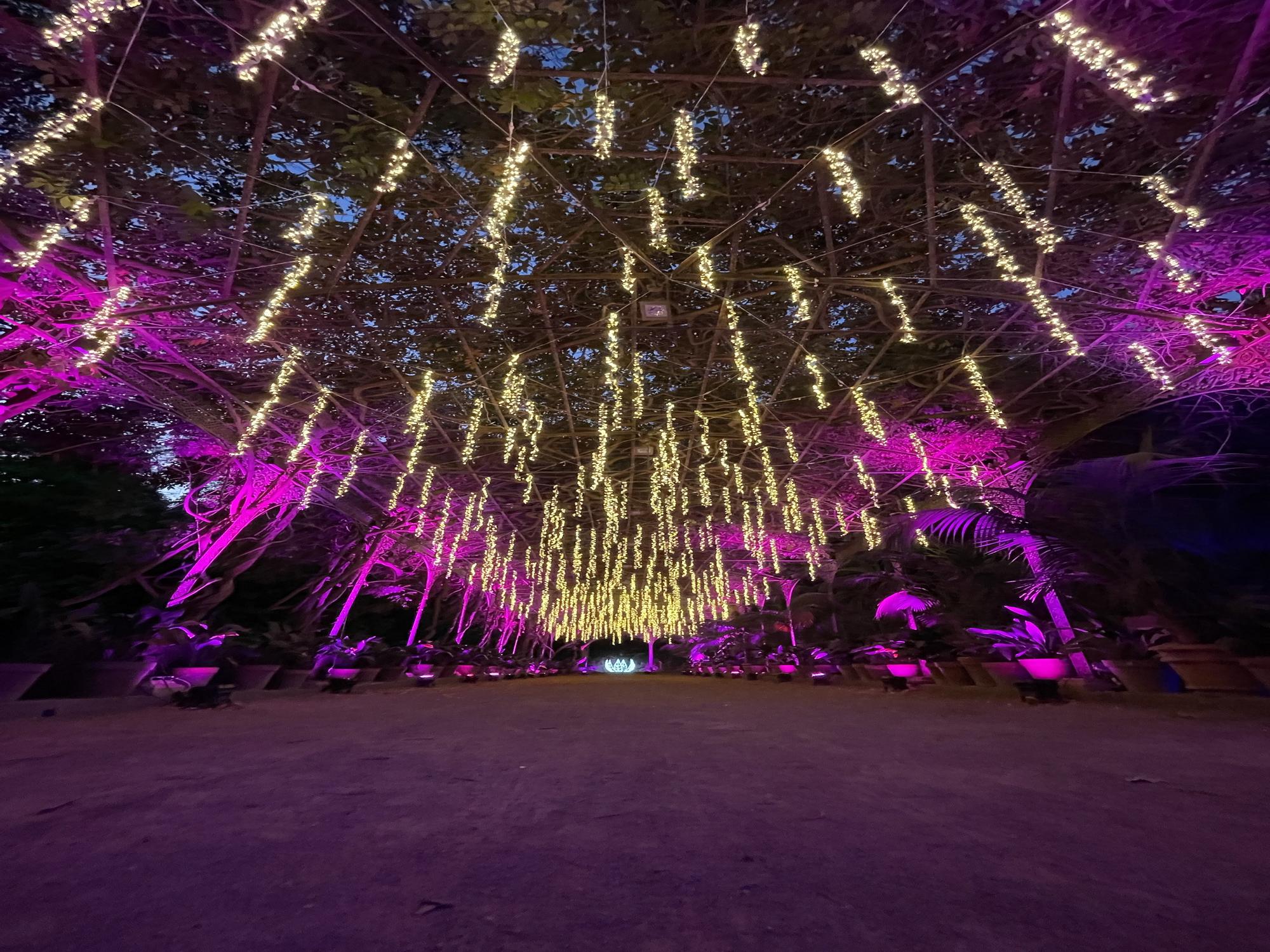 El Jardín Botánico Histórico La Concepción enciende sus luces de Navidad