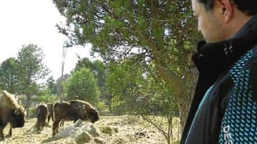 Santiago Baos es mira els seus quatre bisons, a la reserva ubicada a la finca del Jou, a Guardiola de Berguedà, ahir al matí
