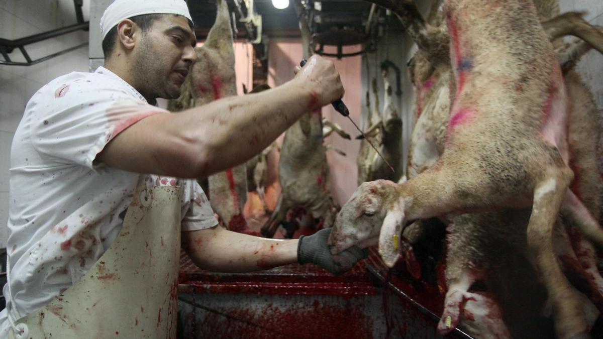 Sacrificio de corderos por el ritual halal, en un matadero de Girona.