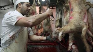 Sacrificio de corderos por el ritual halal, en un matadero de Girona.