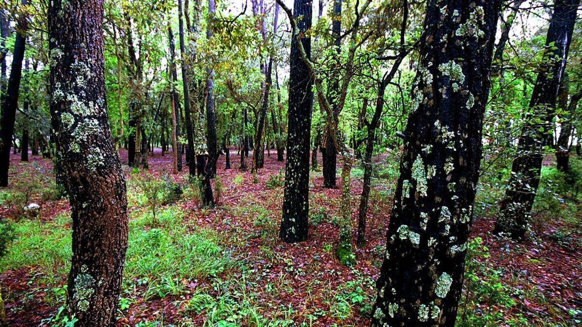 BOSQUE DE VIDRERES