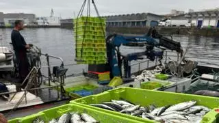 Avalancha de sardinas por San Juan: veinte barcos descargan 64 toneladas en la lonja de A Coruña