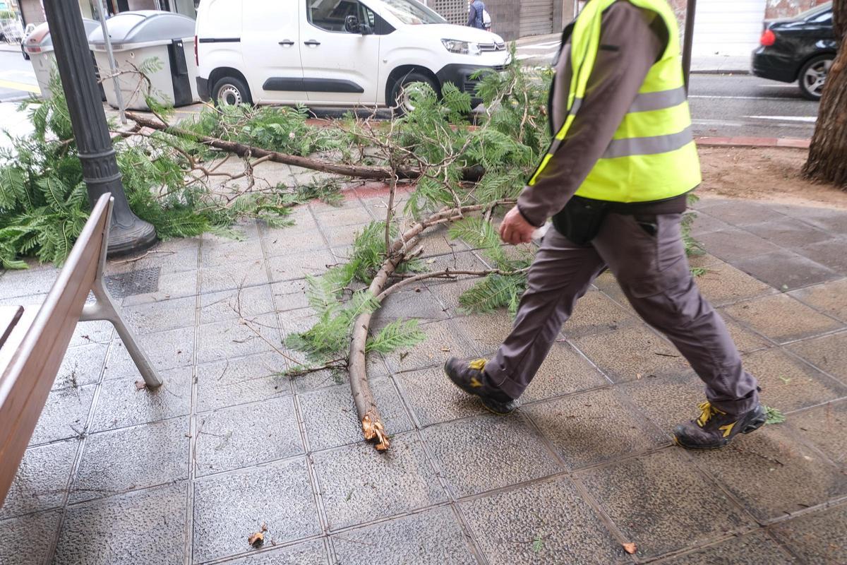 Ramas rotas por la lluvia en Elche