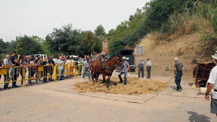 Durant la festa es va fer una demostració de les tasques de batre el cigró com es feia abans