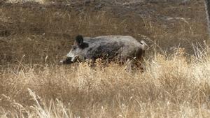 Pots emmalaltir de pesta porcina per menjar carn de porc o embotit? Tot sobre el brot que alerta el món